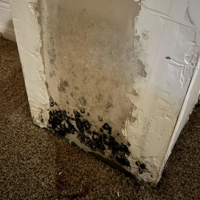 Professional Mold Removal in Wayne, MI